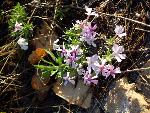 Leafy Phlox