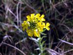 Erysimum asperum
