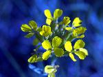 Western Wallflower