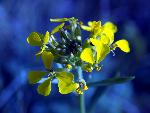Western Wallflower