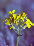 Western Wallflower