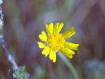 Stemless Hymenoxys