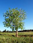 Populus deltoides Rydb.