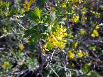 Golden Currant