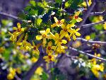 Golden Currant