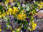 Golden Currant