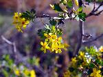 Golden Currant
