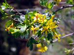 Golden Currant