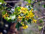 Golden Currant
