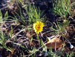 Stemless Hymenoxys
