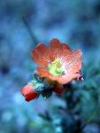 Scarlet Globemallow