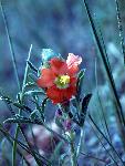 Scarlet Globemallow