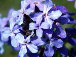 Hesperis matronalis