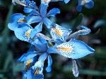 Rocky Mountain Iris