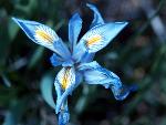 Rocky Mountain Iris