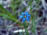 Mountain Blue-Eyed Grass