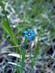 Mountain Blue-Eyed Grass