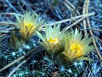 Coryphantha missouriensis