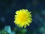 Common Dandelion