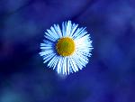 Trailing Fleabane