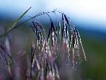 Bromus tectorum