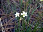 Prairie Chickweed