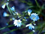 Prairie Chickweed