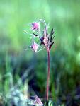 Prairie Smoke