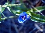 Bracted Spiderwort