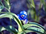 Bracted Spiderwort