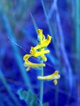 Golden Corydalis