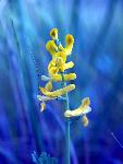 Golden Corydalis