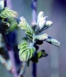 Leadplant