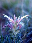 Downy Paintbrush