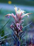 Downy Paintbrush