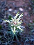 Downy Paintbrush