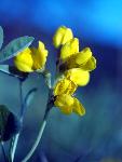 Goldenpea
