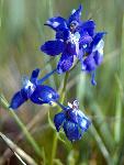 Low Larkspur