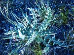 Wavyleaf Thistle