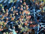 Western Rock Jasmine