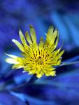 Western Salsify