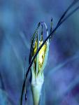 Western Salsify