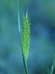 Crested Wheatgrass