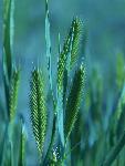 Crested Wheatgrass