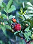 Prairie Rose