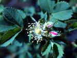 Prairie Rose