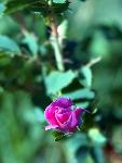 Prairie Rose