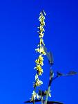 Yellow Sweetclover