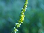 Yellow Sweetclover