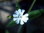 White Campion